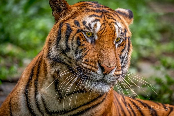 Tiger (Panthera Tigris) - Home - Clifton Haley Photography 