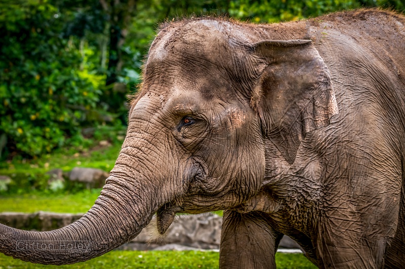 Indian Elephant (Elephas Maximus Indicus)