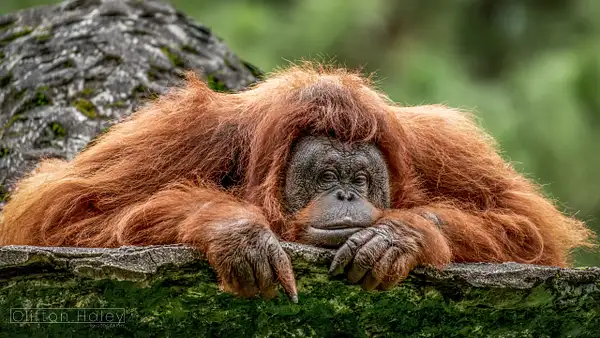 Tapanuli Orangutan (Pongo Tapanuliensis) by Clifton Haley