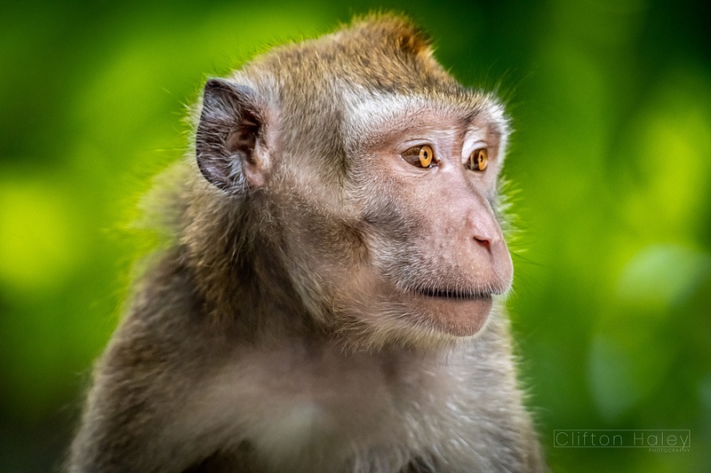 Long-Tailed Macaques (Macaca Fascicularis Philippensis)