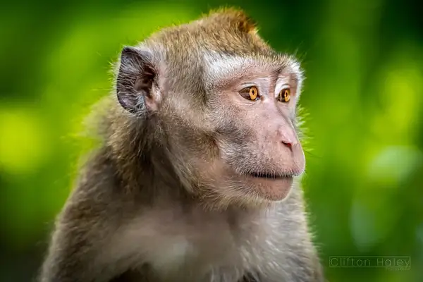 Long-Tailed Macaques (Macaca Fascicularis Philippensis)...