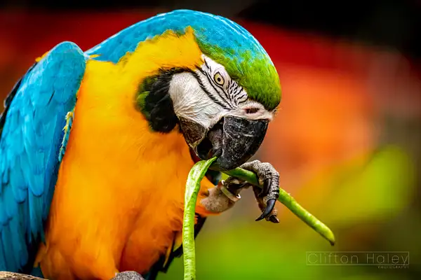 Blue & Gold Macaw (Ara Ararauna) by Clifton Haley