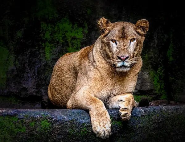 Lioness (Panthera Leo) by Clifton Haley