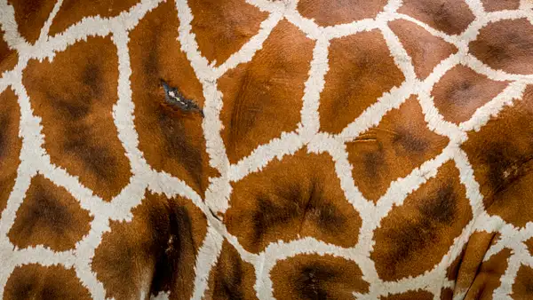 Giraffe (Giraffa) by Clifton Haley