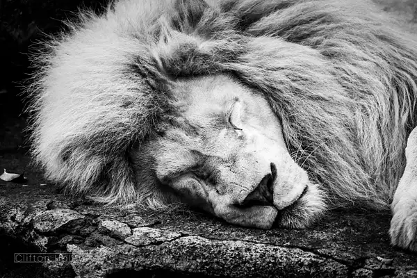 Lion (Panthera Leo) by Clifton Haley