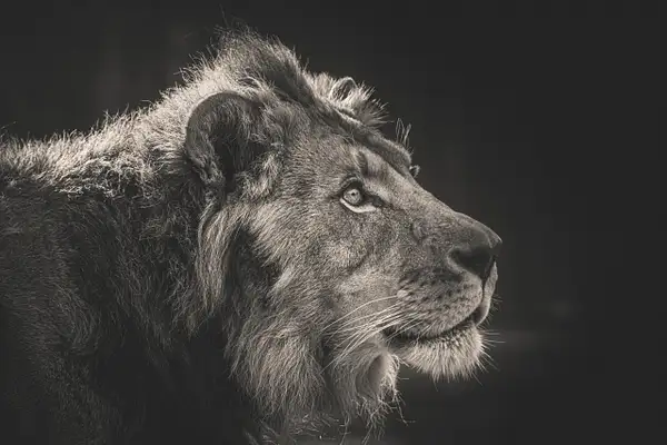 Lion (Panthera Leo) by Clifton Haley