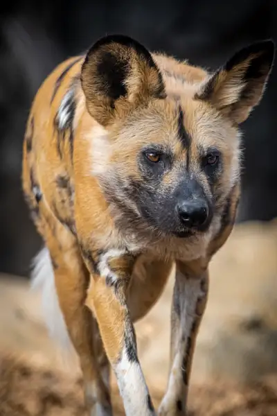 African Wild Dog (Lycaon Pictus) by Clifton Haley