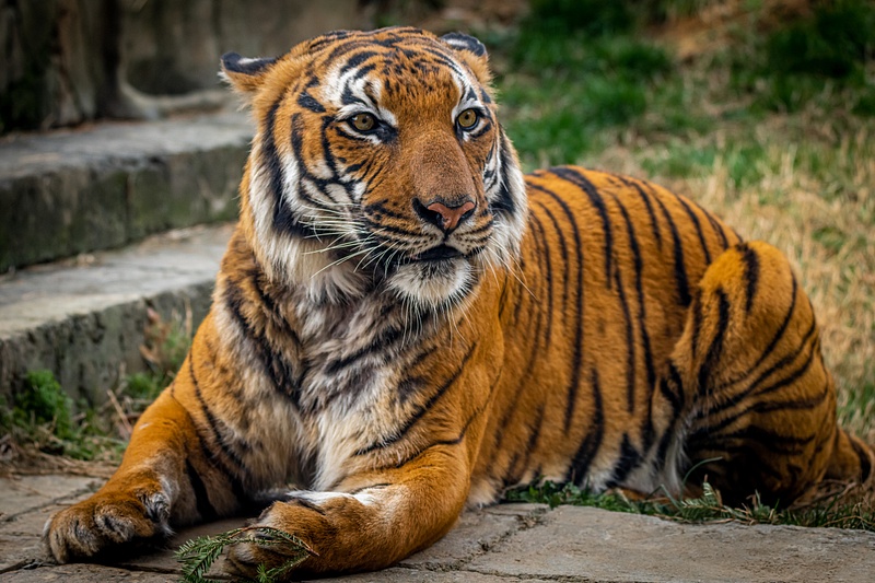 Tiger (Panthera Tigris)
