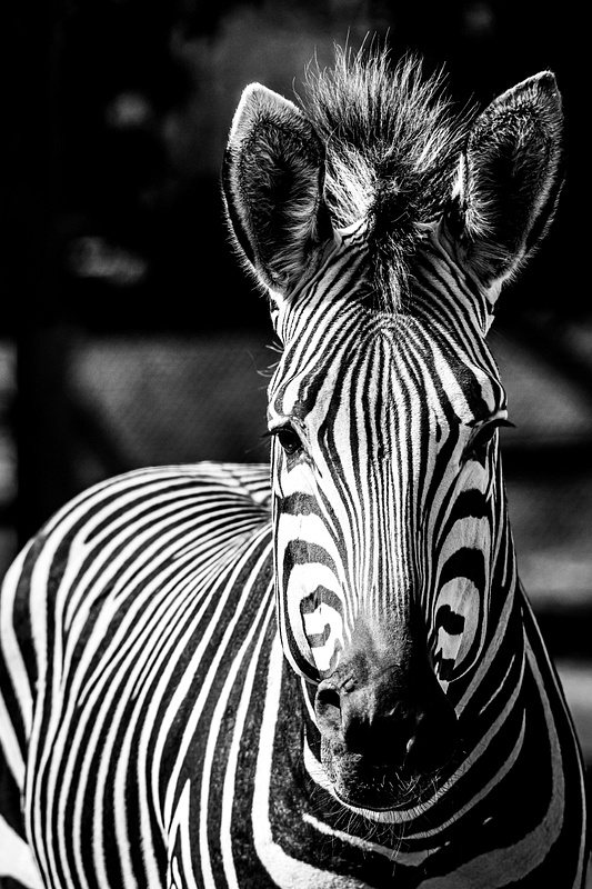 Zebra (Equus Quagga)