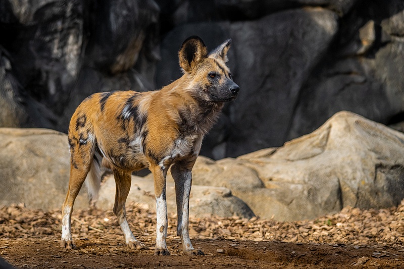 African Wild Dog (Lycaon Pictus)