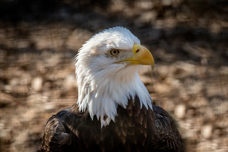 American Bald Eagle (Haliaeetus Leucocephalus)