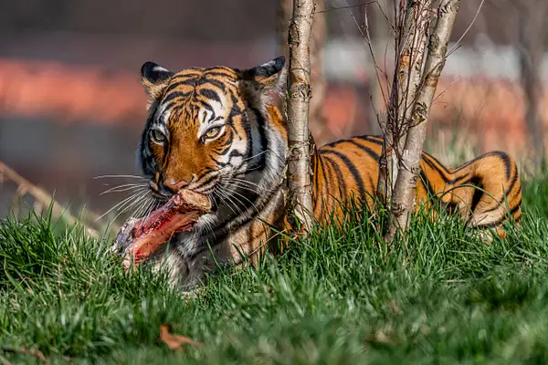 Tiger (Panthera Tigris) by Clifton Haley