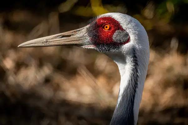 Hooded Crane by Clifton Haley