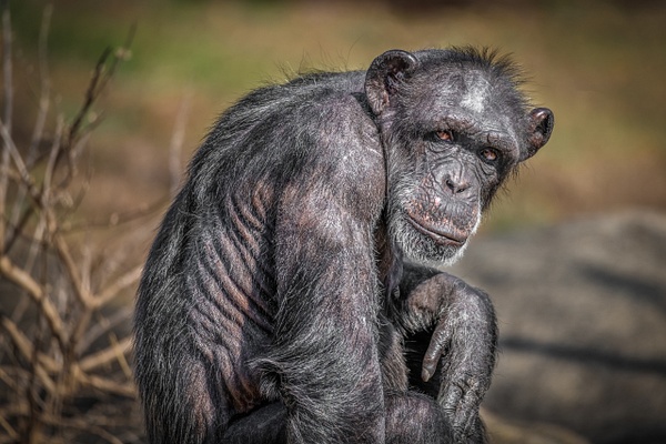 Chimpanzee (Pan Troglodytes) - Home - Clifton Haley Photography 