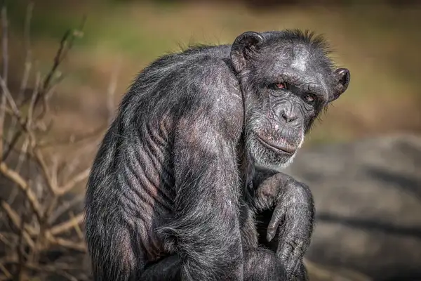 Chimpanzee (Pan Troglodytes) by Clifton Haley