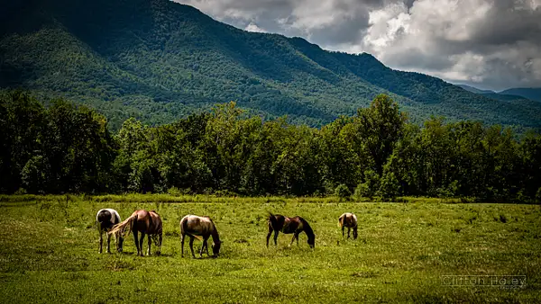 Cades Cove by Clifton Haley