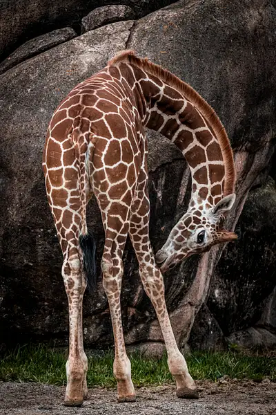 Giraffe (Giraffa) by Clifton Haley