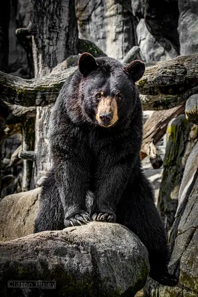 American Black Bear (Ursus Americanus) by Clifton Haley