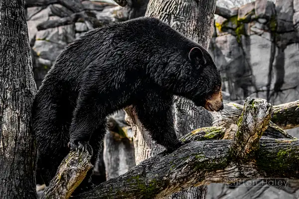 American Black Bear (Ursus Americanus) by Clifton Haley