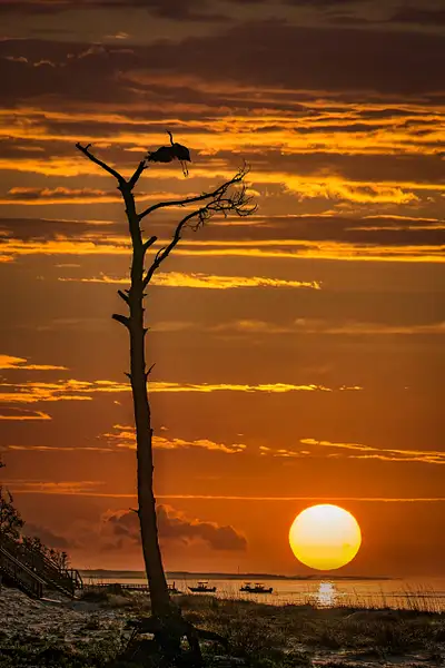 Great Blue Heron at Sunrise by Clifton Haley
