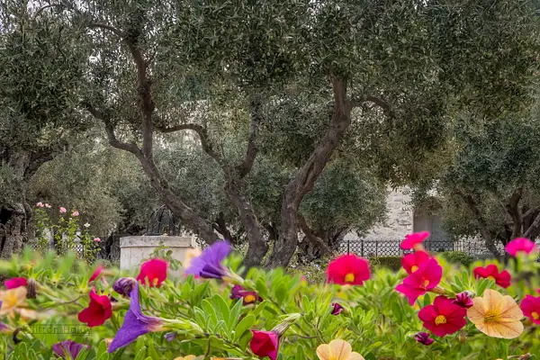 Garden of Gethsemane by Clifton Haley