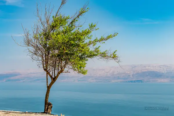 Lone Tree Overlooking the Dead Sea by Clifton Haley