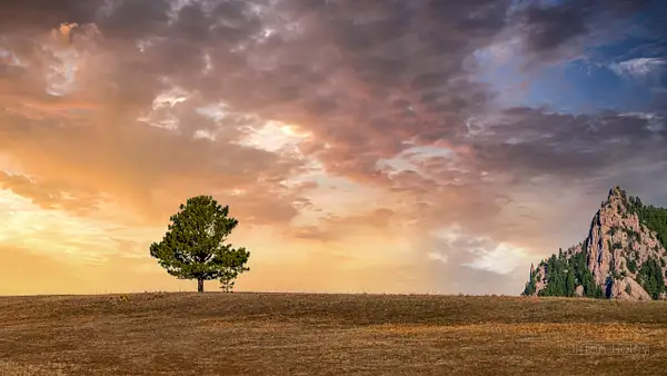 Lone Tree by Clifton Haley