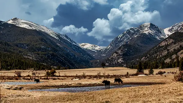 Moose and Rockies by Clifton Haley