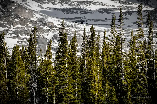 Rocky Mountain Tree Line by Clifton Haley
