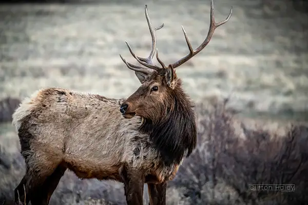 Rocky Mountain Elk by Clifton Haley