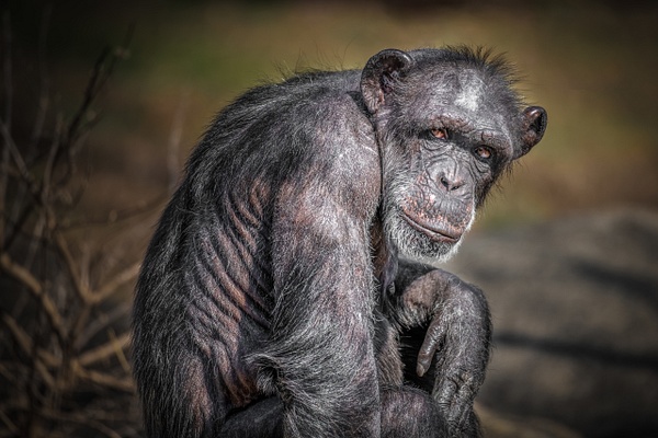 Chimpanzee (Pan Troglodytes) - Home - Clifton Haley Photography 