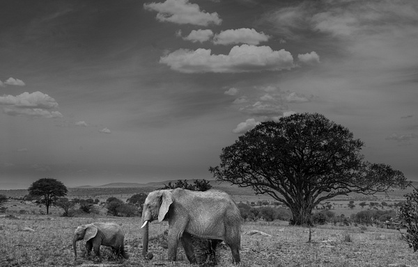 Tanzania-8 - Tanzania - Kirit Vora Photography 