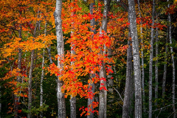 Colors in trees - Maine Acadia Park - Kirit Vora Photography  