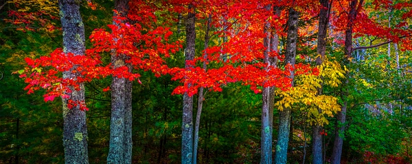 Tree Pano - Maine Acadia Park - Kirit Vora Photography  