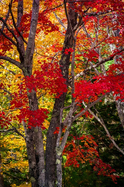 Red Glory - Maine Acadia Park - KiritVora