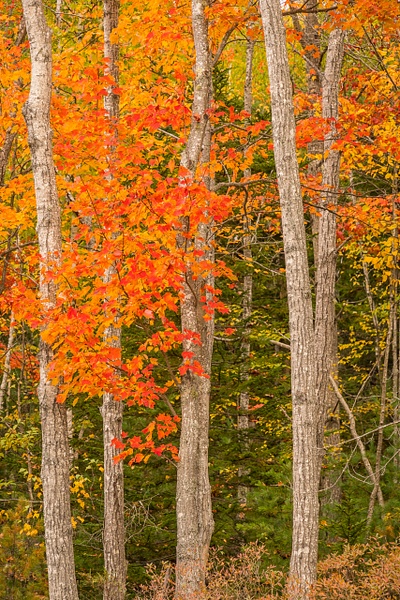 Trees color - Maine Acadia Park - KiritVora