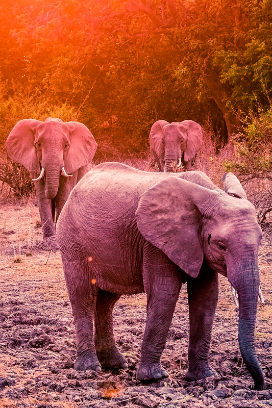 Zambia-Elephant-Sunset