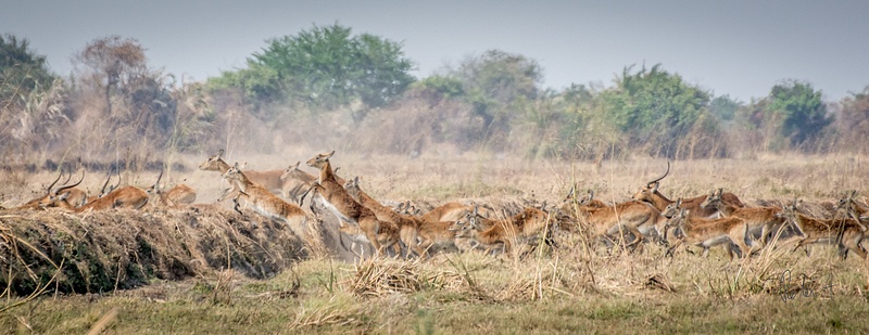 Zambia-Gazelles-Jump