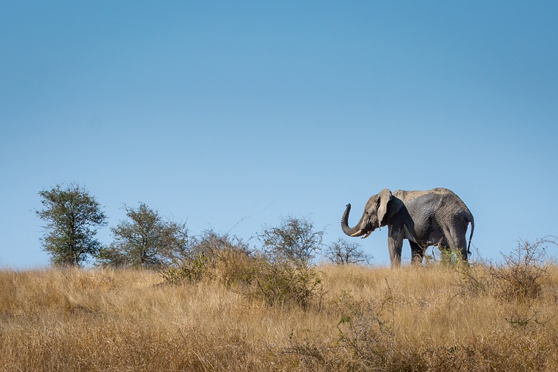 South-Africa-Kruger-Elephant