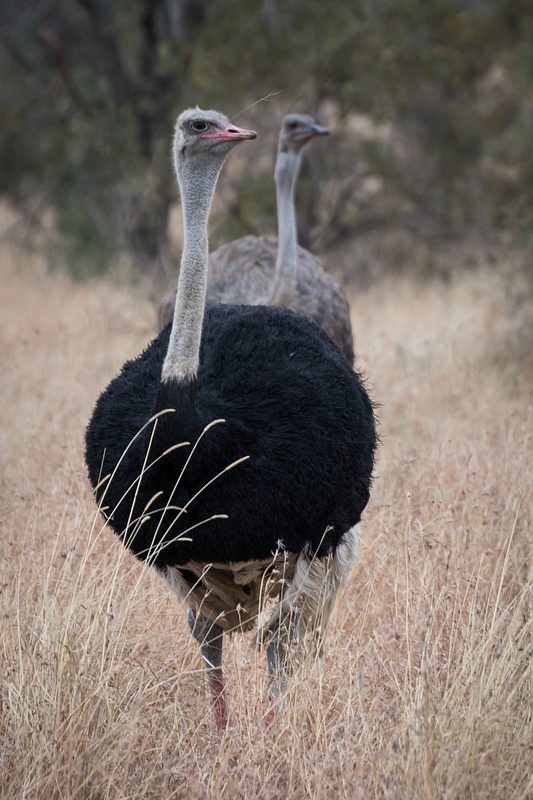 South-Africa-Kruger-Ostrich