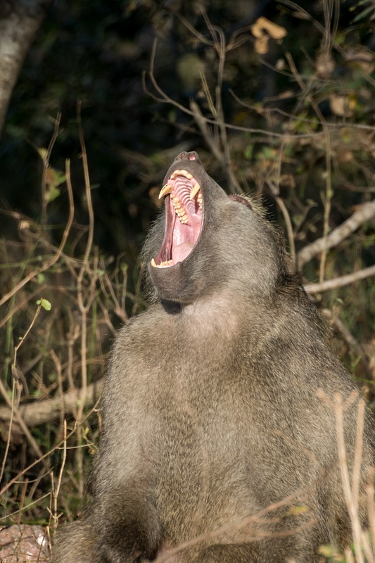 South-Africa-Kruger-Baboon