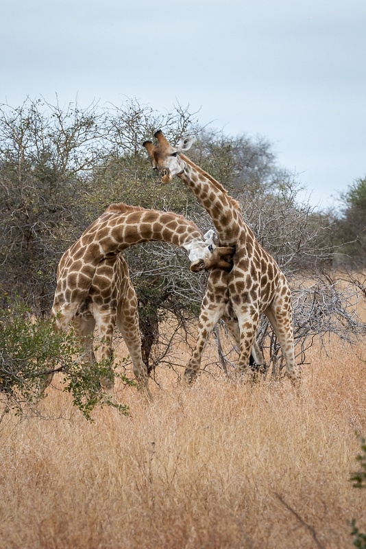 South-Africa-Kruger-Fighting-Giraffe