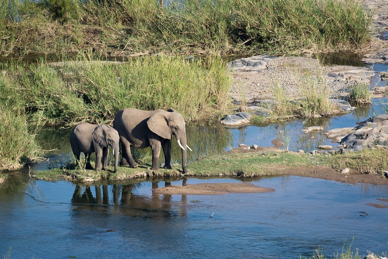 South-Africa-Kruger-Elephants_River