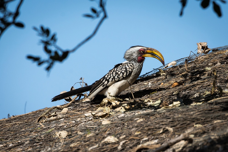 South-Africa-Kruger-Hornbill