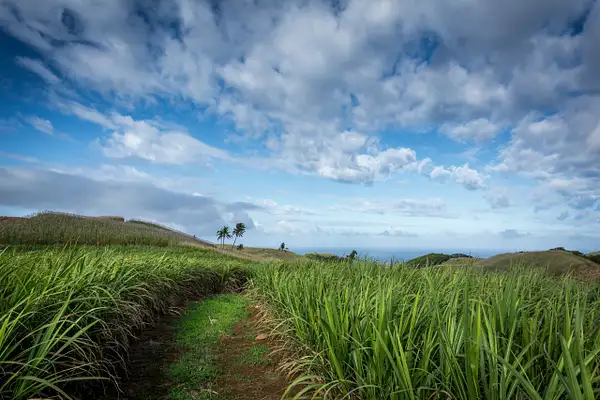Mauritius-Sugarcane by ReiterPhotography