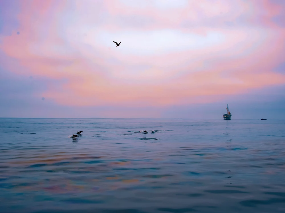 Porpoises and Platform Holly
