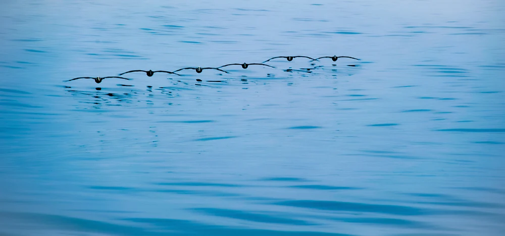 Pelicans