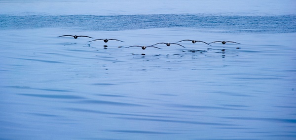 Pelicans in Formation - Ocean - Tao of The Lens 