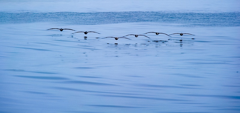 Pelicans in Formation