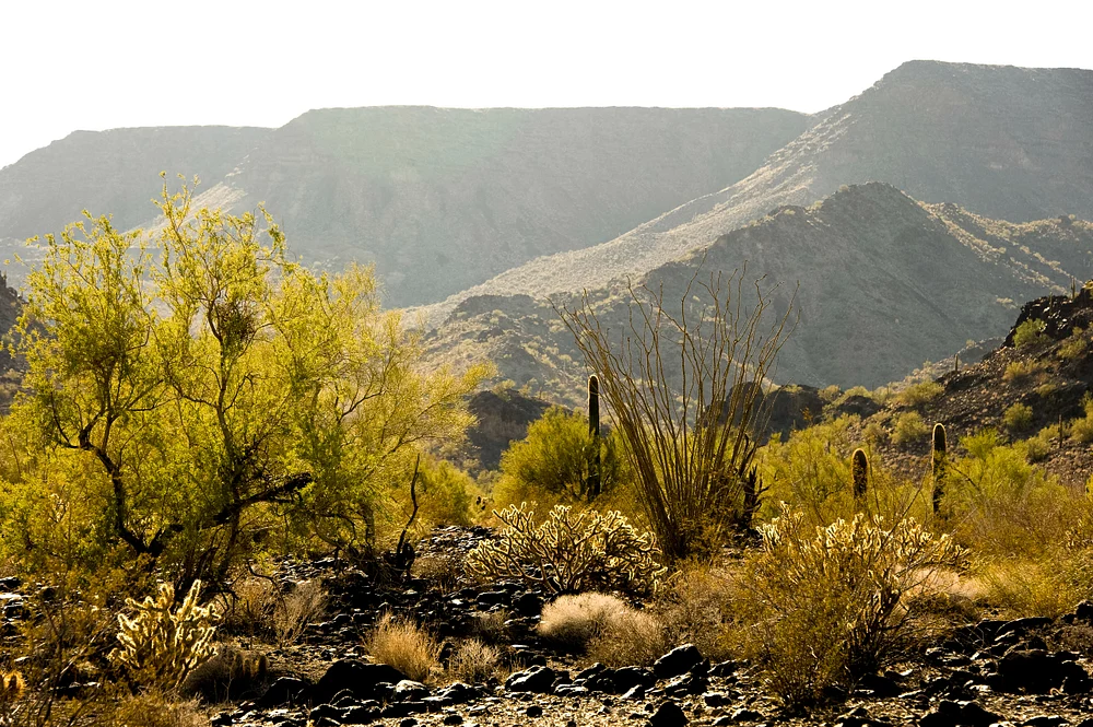 Desert Pavement